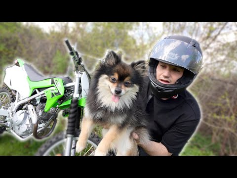 Saved missing Puppy from bad people