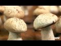 How To Make Meringue Mushrooms CHOW Tip