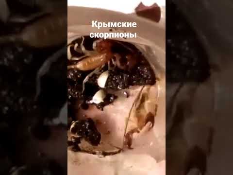 Крымские скорпионы 🦂 #travel