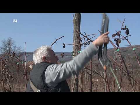 SAVRŠENI KUPINJAK  - orezivanje  - podvezivanje  - djubrenje -ALI ZAŠTO GA KRČE ONDA ??!