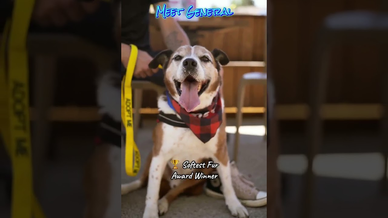 General.•••foster or adopt•••, a Adoptable mixed breed in Plain City, OH video 4/6