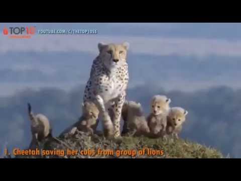 THE TOP 10    TOP 10 ANIMALS SAVE THEIR CALF FROM DEATH    Amazing Animals save calf from death