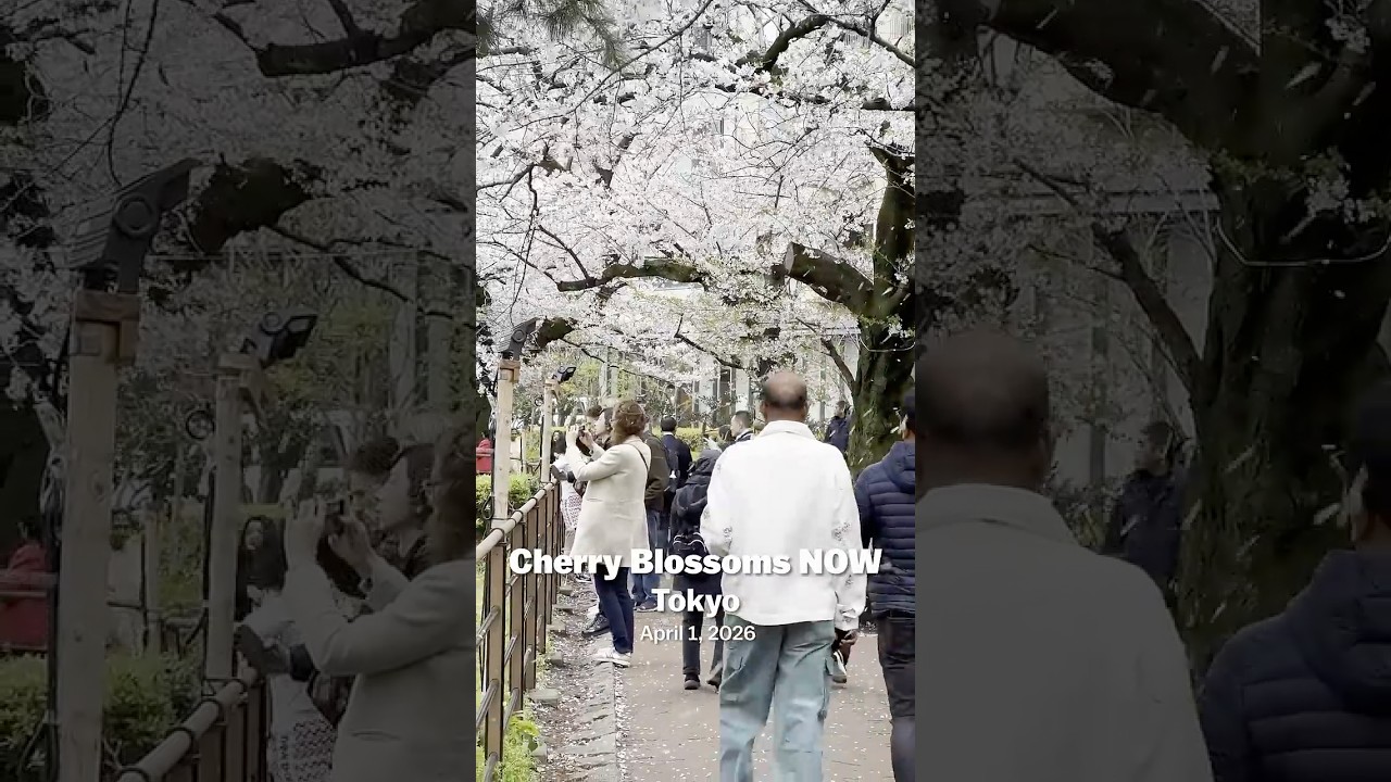 2026 Cherry blossom report - Tokyo April 1