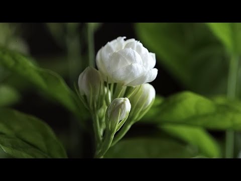 Mo Li Hua. Jasmine Flower. 茉莉花    by Feng Fei Fei-凤飞飞