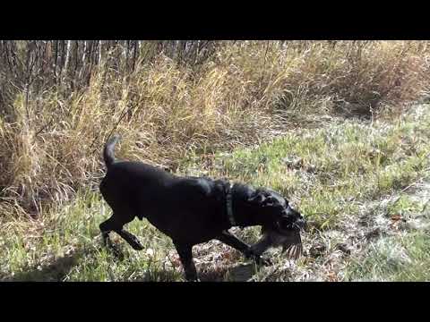 Black Lab fetches ruffed grouse
