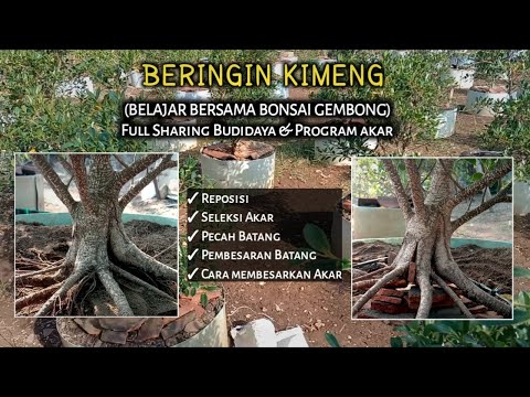 , title : 'Sharing Cara Membuat Bonsai Kimeng di Lahan Ground'