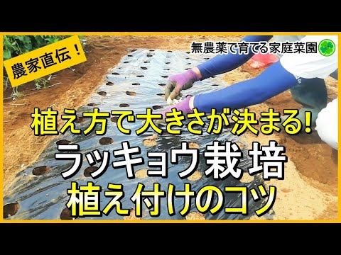 エシャロットの植え方2022