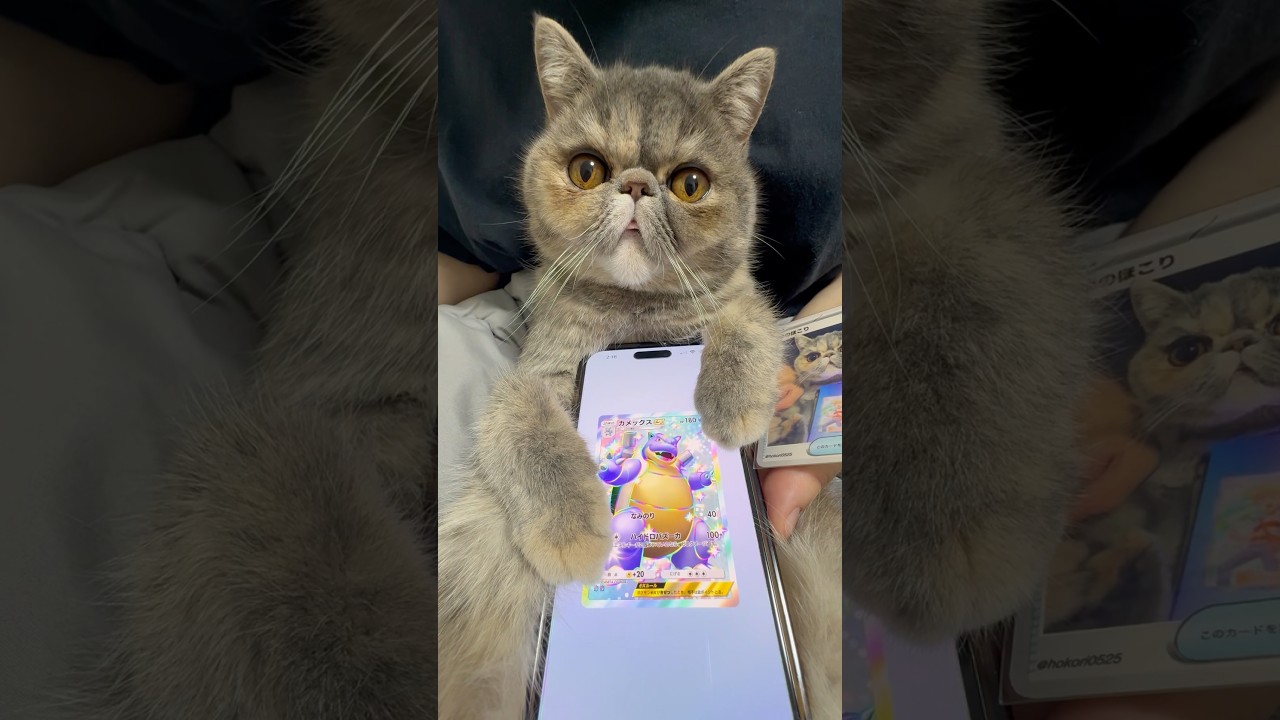 ほこりポケポケ開封 #ポケポケ #ポケポケ開封チャレンジ