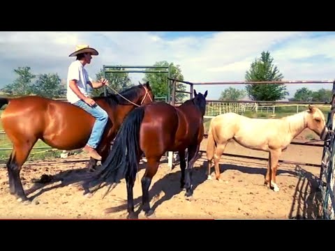 AMERICAN QUARTER HORSES - WHICH ONE IS YOUR FAVORITE?