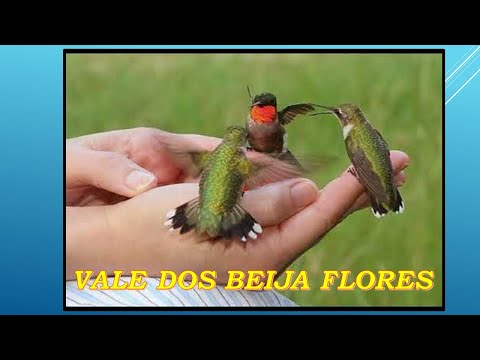 Vale Dos Beija - flores - Paulo e Dênio