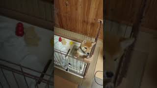 【やっぱりオチ無し】柴犬こと　外に出たい