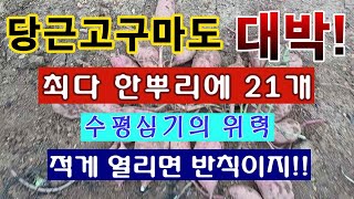 [텃밭농부 1,696]  당근고구마도 대박! 수평심기의 위력 .적게 열리는 것은 반칙이지! #고구마재배 #수…