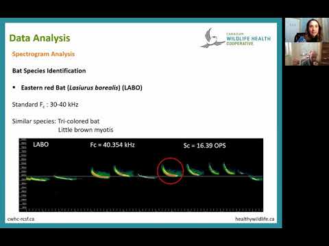 Spectrogram analysis