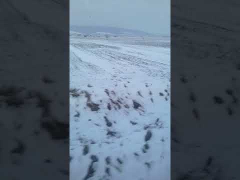 Trenul R 5451 Bacau-Suceava Nord intrare in gara Dolhasca