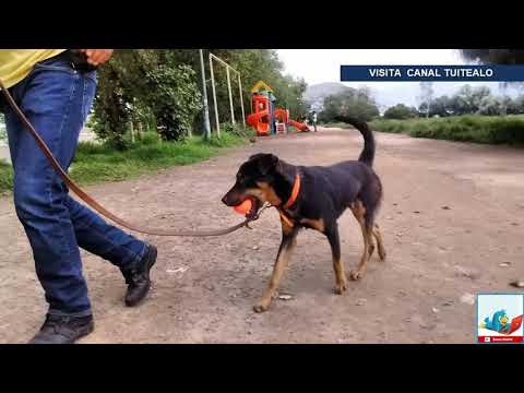 La verdadera historia de 'El Borras' el perrito de 'Roma'