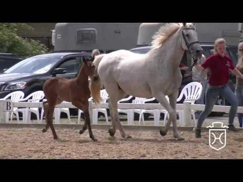 B071 Hengstfohlen von Livello - Orleandro - Laurin