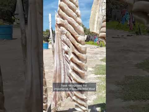 CMS COP15, Campo Grande, Brazil: Parties agreed on Aquatic Wild Meat workstream