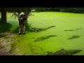 Вот это МУЖЧИНА !!! - WOW American Hero vs Gators ...