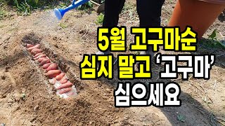 5월 고구마순 심지말고 '고구마'를 심으세요