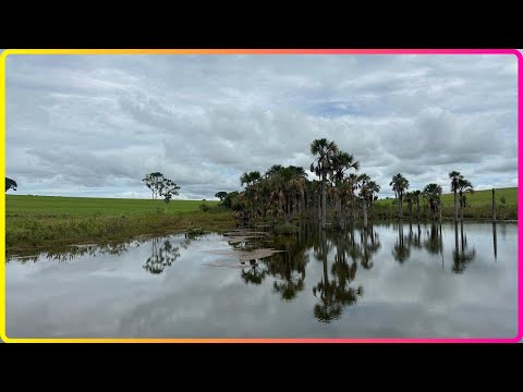 🌱 91 ALQUEIRES EM PIRACANJUBA - FAZENDA À VENDA EM GOIÁS [🌱DUPLA APTIDÃO] #fazenda #tec2agro #gado