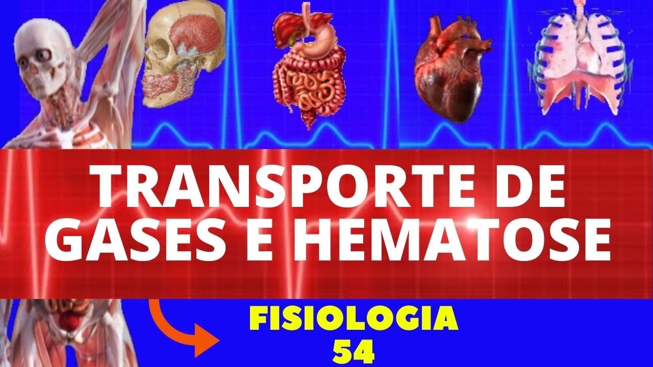 TRANSPORTE DE GASES NO SANGUE O2 E CO2  E HEMATOSE (FISIOLOGIA HUAMANA) - FISIOLOGIA DE GUYTON