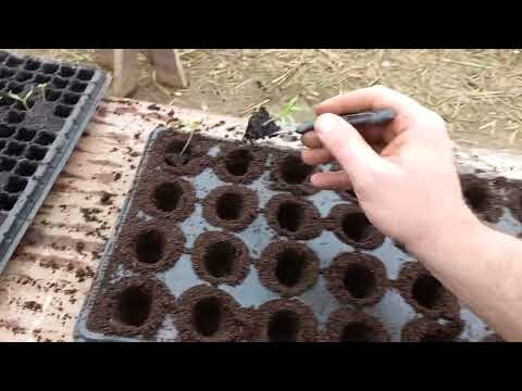 Planting tomatoes in containers Pikiranje paradajza
