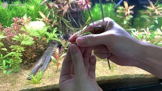 Hướng dẫn kỹ thuật trồng các loại cây thủy sinh chuẩn từ A đến Z