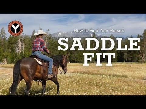 How to Find the Correct Saddle Fit for Your Horse