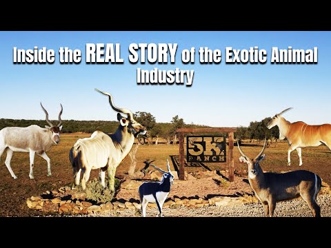 Inside the REAL STORY of the Exotic Animal Industry