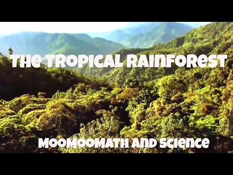 The Tropical Rainforest Biome Facts