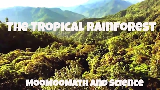 The Tropical Rainforest Biome Facts