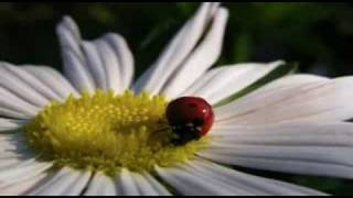 biagio antonacci-coccinella