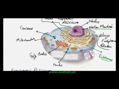 FSc Biology Book1, CH 4, LEC 7: Endoplasmic Reticulum