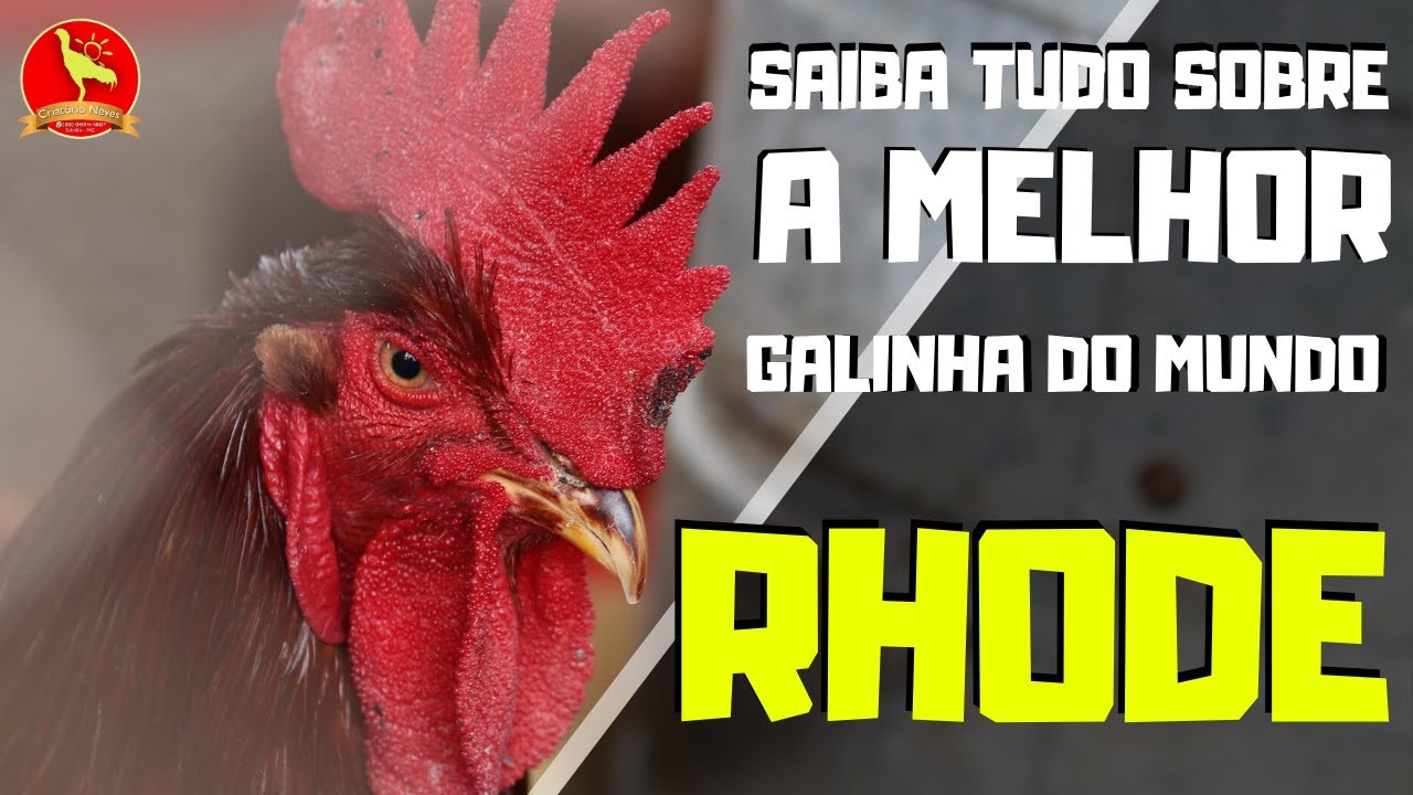 Conheça a RHODE ISLAND RED, a melhor POEDEIRA do MUNDO! 😍
