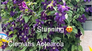 Clematis Aotearoa in Full Bloom. English Cottage Garden Flowering Plant. Purple Flowers Spectacular.