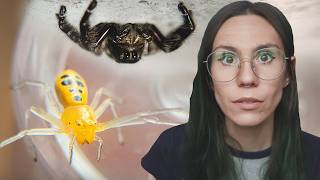 FRUSTRATING Spider Unboxing - TOO FAST AND BOUNCY!! Hyllus Jumpers, Pikachu Spider & MORE!