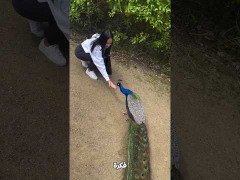 بنت تقرب من الطاووس.. والنهاية صادمة🥹👀