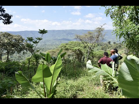 THE WORLD'S BEST COFFEE. COFFEE TOUR TO THE GUJI REGION, ETHIOPIA. TRAVEL TO ETHIOPIA.