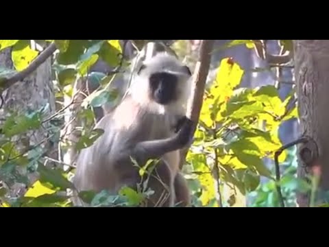 Tiger Country Live - Premiere: Safari 1: Khatia Buffer Zone - Kanha Tiger Reserve