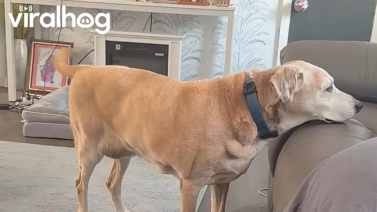 Senior Dog Psyches Himself Up For a Big Jump || ViralHog