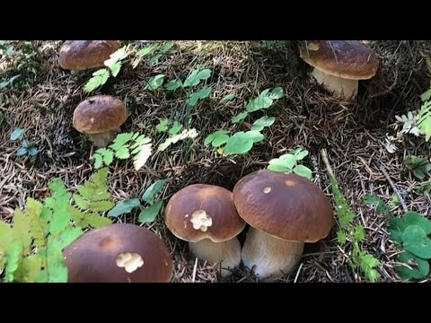 FUNGHI PORCINI | Incredibile! Quota 1600!