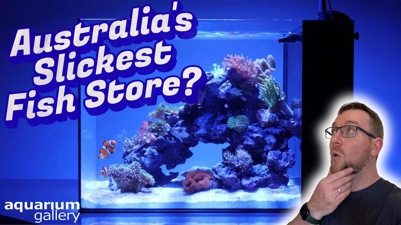 Is this Australia's slickest looking fish store???