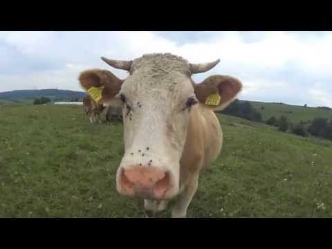 Trasa biegowa Bukowsko - Tokarnia (pasmo Bukowicy) - Bukowsko