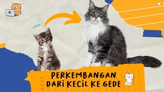 Download lagu Kisah Anak Kucing Berkembang Jadi Kucing Dewasa dan Bagaimana Mereka Mengubah Dunia Kamu mp3