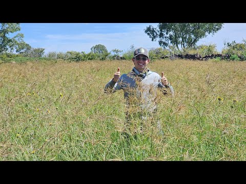 Rodex grass, a first-class forage