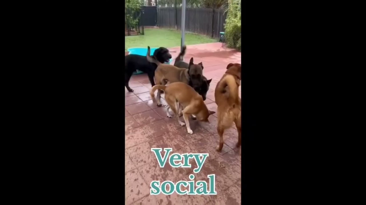 Enlarge Jack, a Adoptable mixed breed in Burbank, CA video 6/6