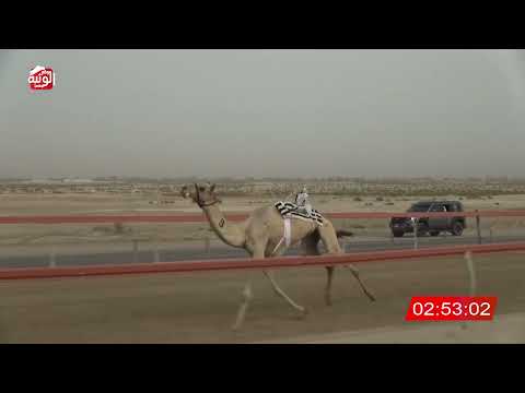  ش 10 (مبشر) لـ سعيد محمد بالخالص العامري 4:49 ، شارة الشيخ طحنون 2026/8/04 لقايا السمحه