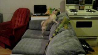 4 Foot Iguana Attacks Dog