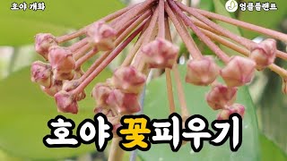 호야 개화 조건 5가지! 호야 꽃을 보고 싶다면... #엉클플랜트 #식물키우기 #호야키우기