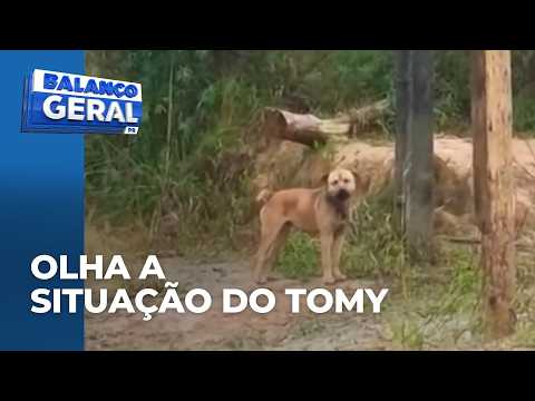 Cachorro amarrado em uma corrente e ao relento gera comoção de vários vizinhos em Campo Magro
